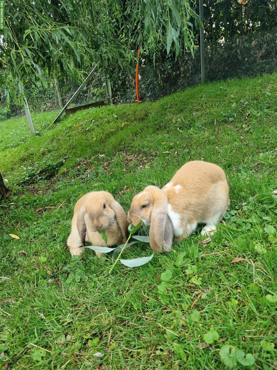 Junge Französische Widder Kaninchen