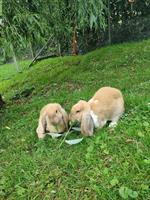 Junge Französische Widder Kaninchen