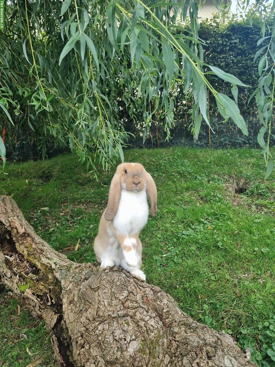 Bild 2: Junge Französische Widder Kaninchen