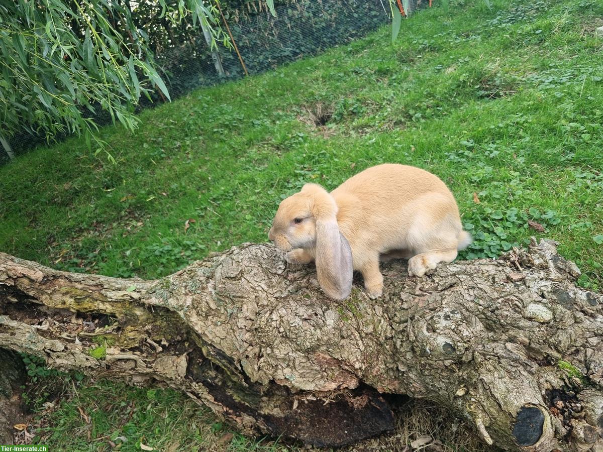 Bild 3: Junge Französische Widder Kaninchen