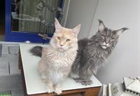 Zwei 5-jährige Maine Coon Kater zu verkaufen