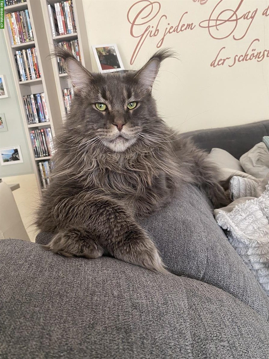 Bild 2: Zwei 5-jährige Maine Coon Kater zu verkaufen