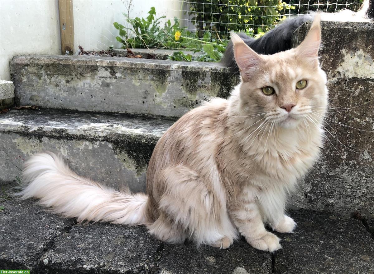 Bild 3: Zwei 5-jährige Maine Coon Kater zu verkaufen