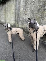2 italienisch Windspiel Hunde zu verkaufen