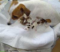 Jack Russell Terrier Welpen suchen liebevolle Familie