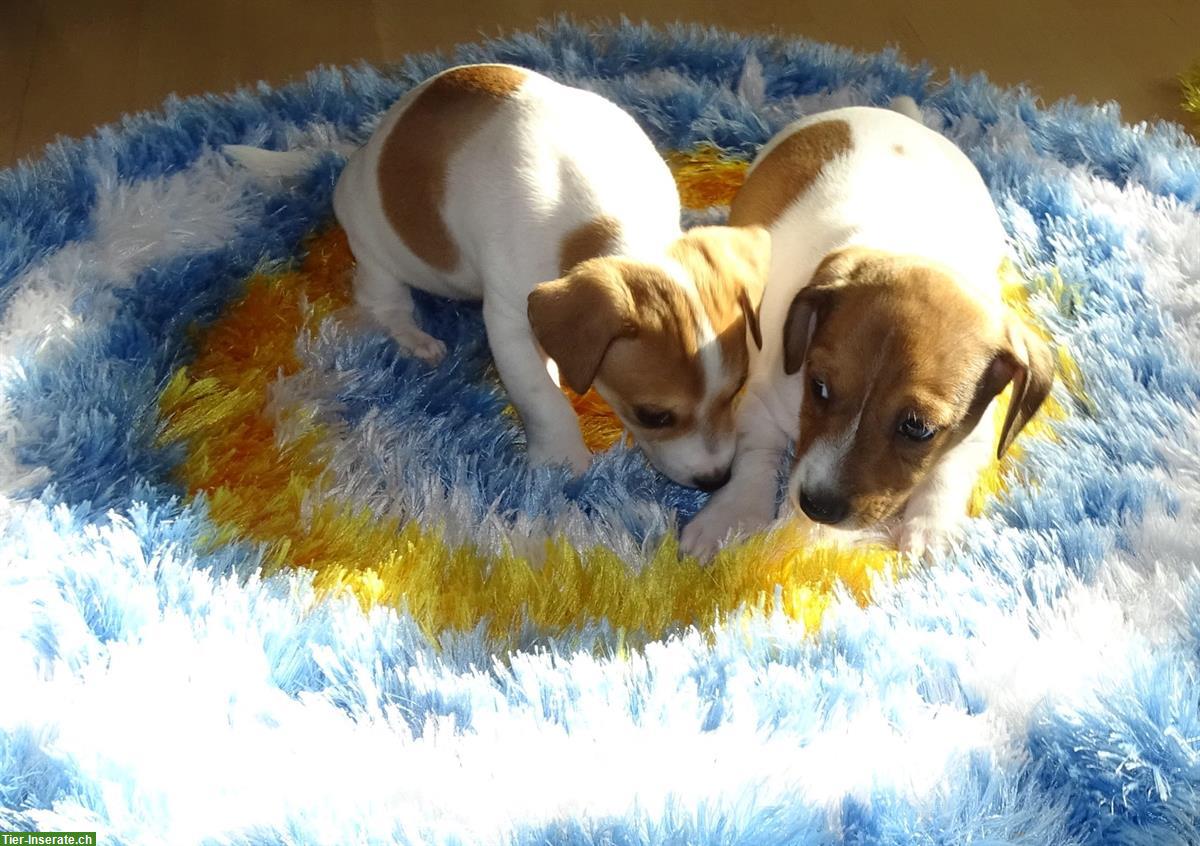 Bild 10: Jack Russell Terrier Welpen suchen liebevolle Familie