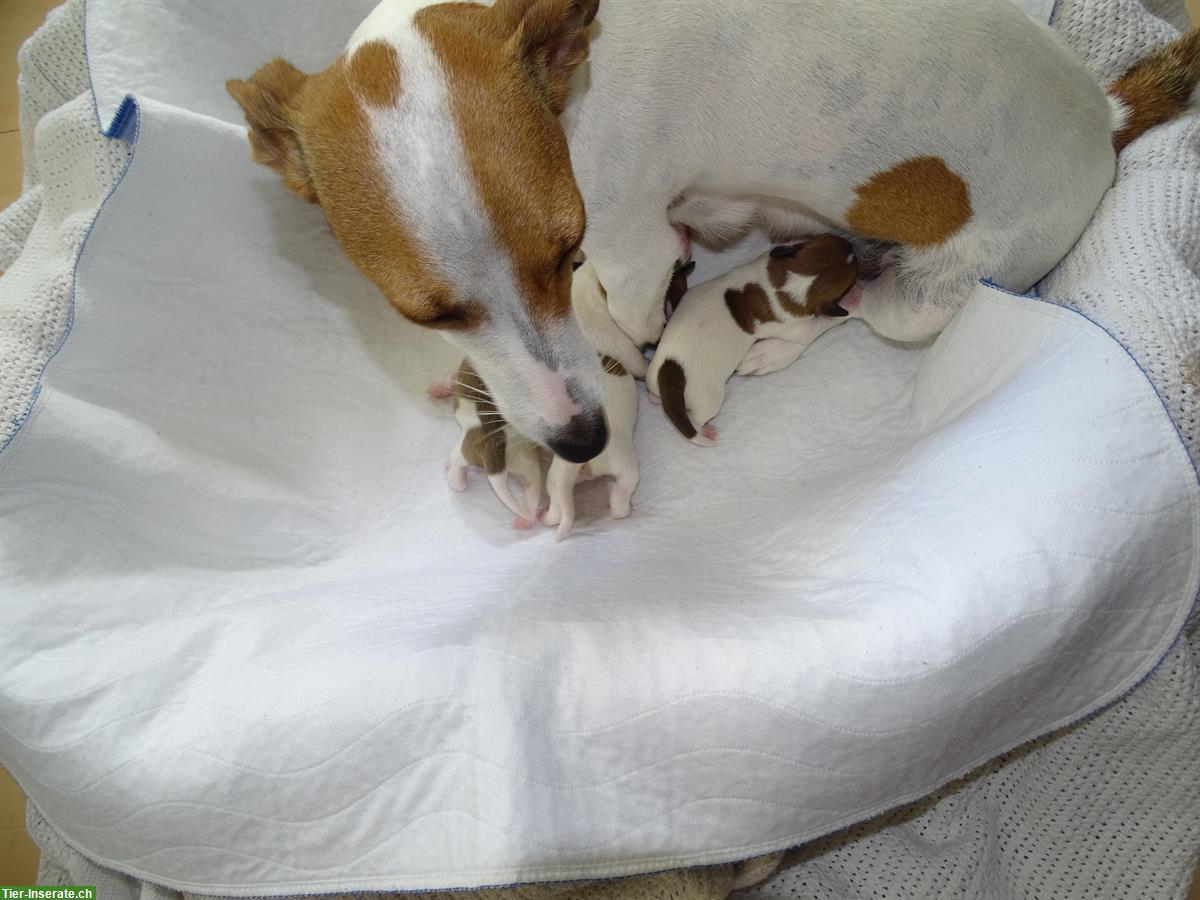 Bild 2: Jack Russell Terrier Welpen suchen liebevolle Familie