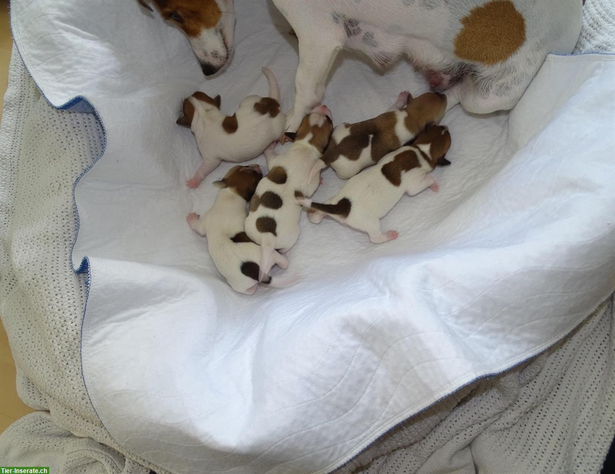 Bild 3: Jack Russell Terrier Welpen suchen liebevolle Familie