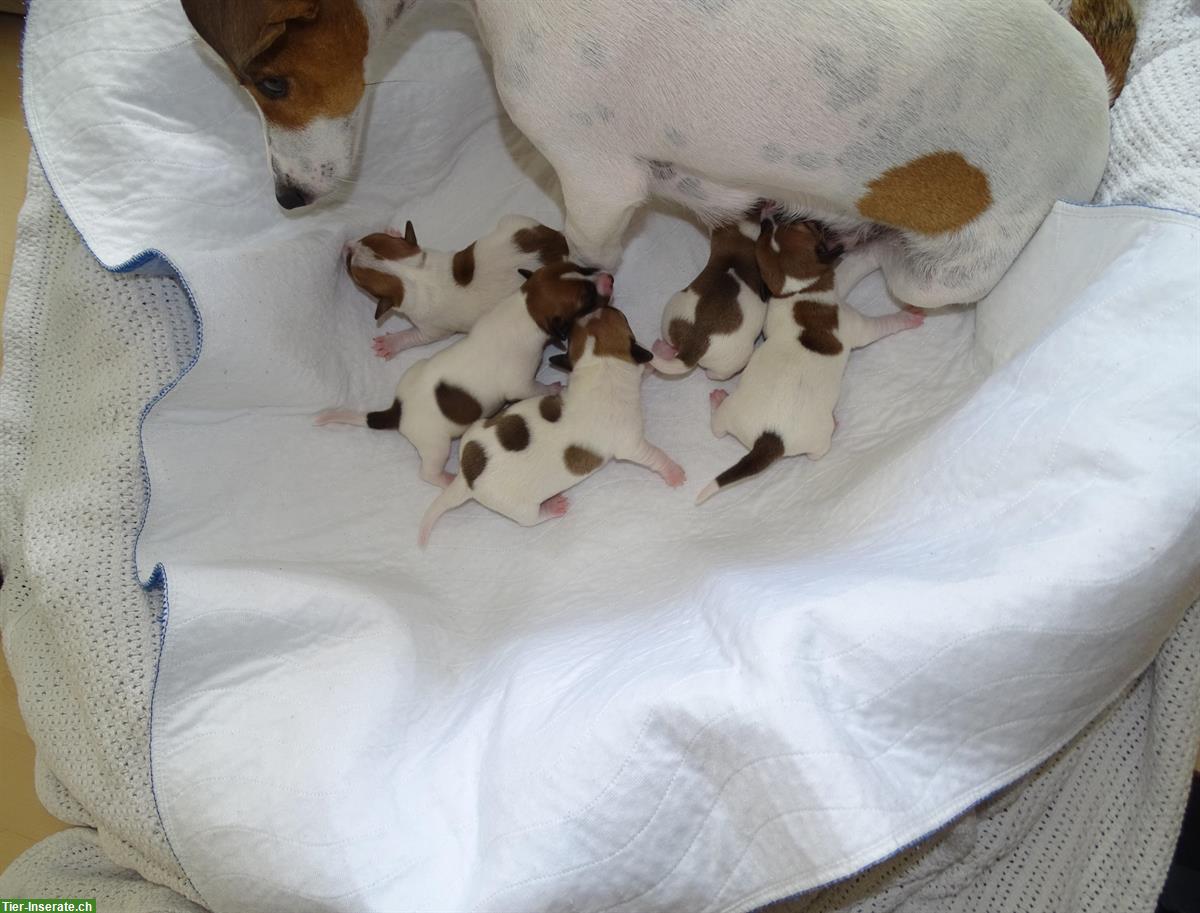 Bild 4: Jack Russell Terrier Welpen suchen liebevolle Familie