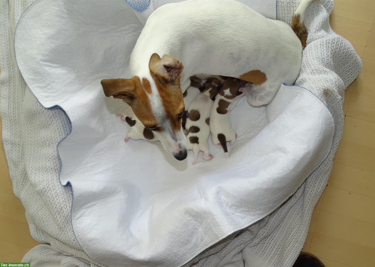 Bild 5: Jack Russell Terrier Welpen suchen liebevolle Familie