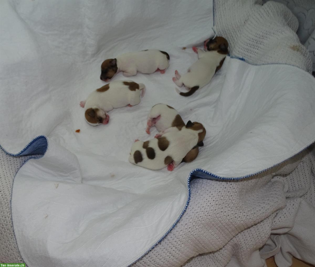 Bild 6: Jack Russell Terrier Welpen suchen liebevolle Familie