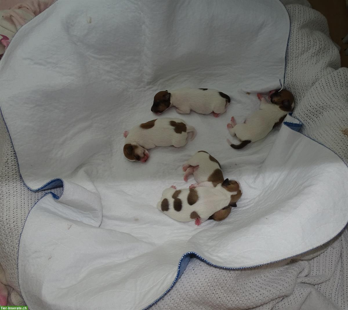 Bild 7: Jack Russell Terrier Welpen suchen liebevolle Familie