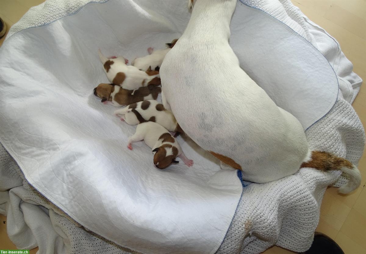 Bild 8: Jack Russell Terrier Welpen suchen liebevolle Familie