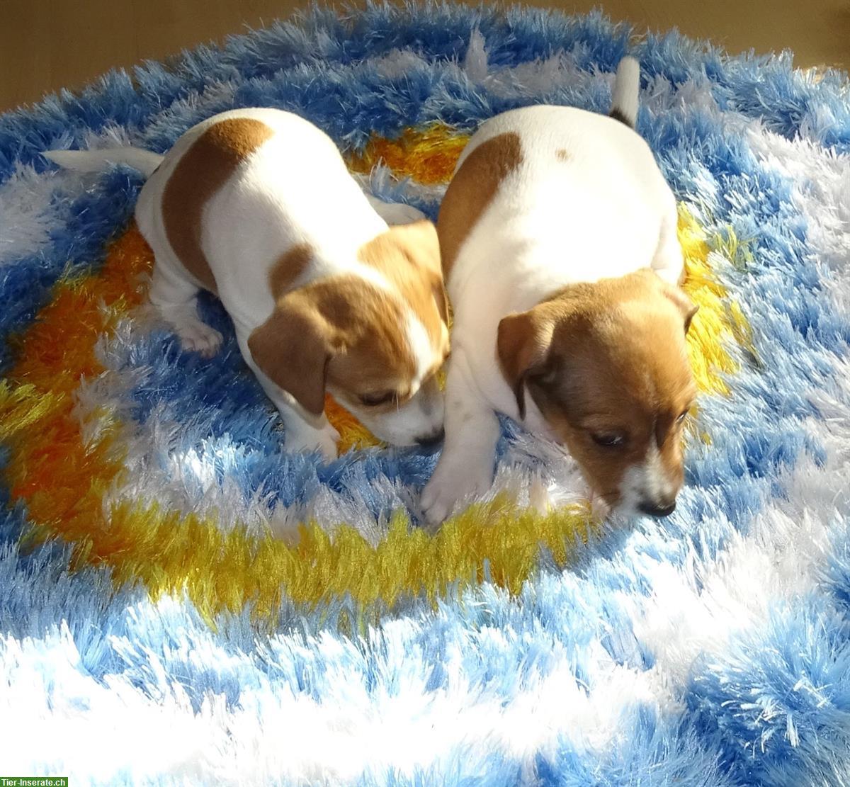 Bild 9: Jack Russell Terrier Welpen suchen liebevolle Familie