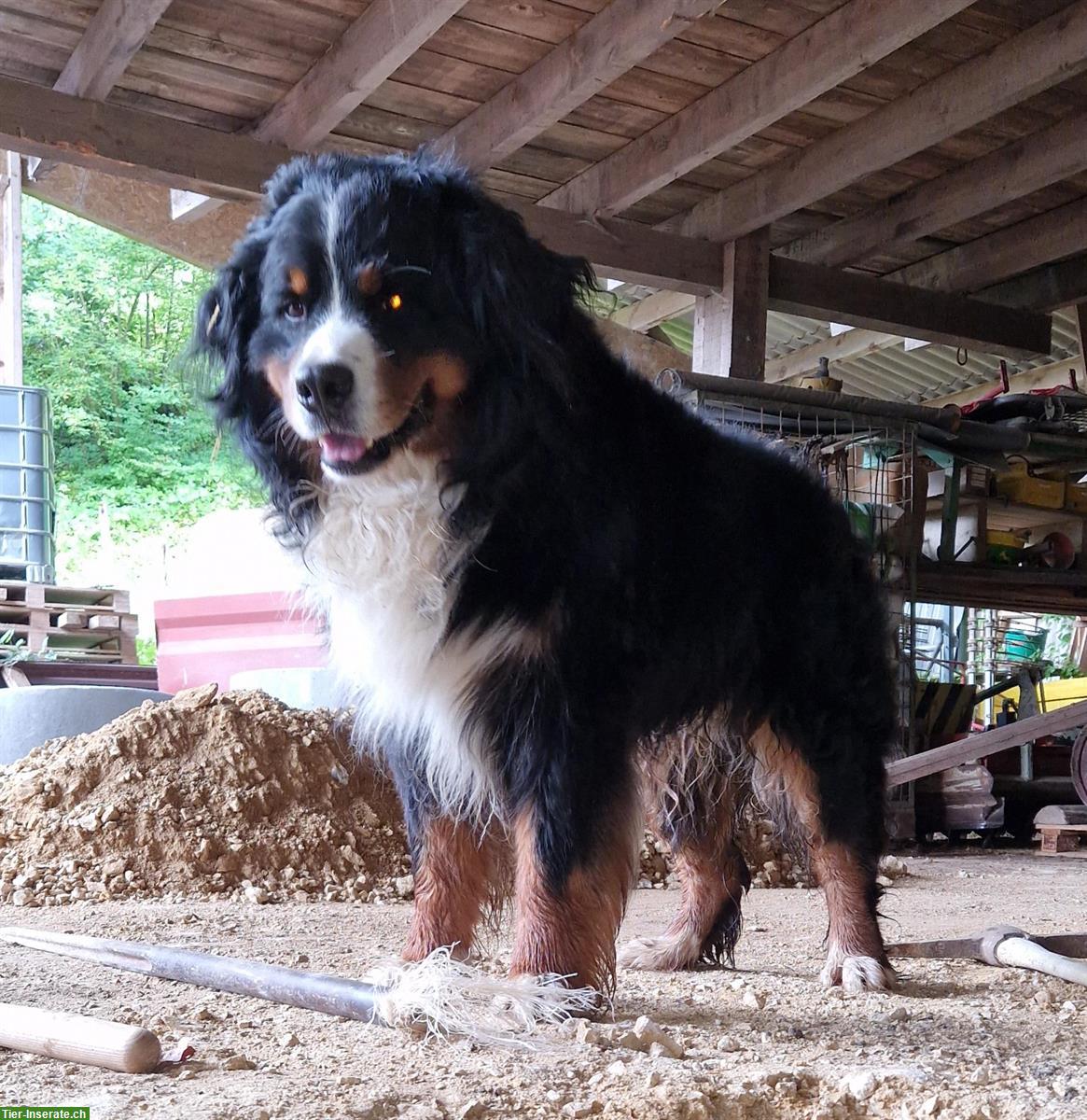 Deckrüde Berner Sennenhund, reinrassig