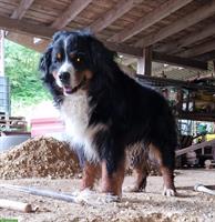 Deckrüde Berner Sennenhund, reinrassig