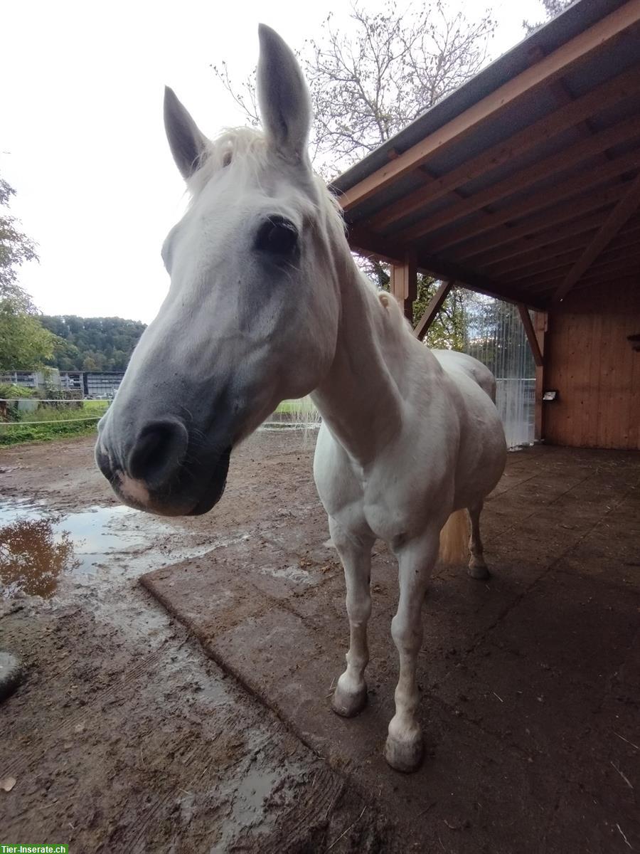Reitbeteiligung für Araber-Spanier-Mix, Kanton Schaffhausen