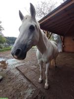 Reitbeteiligung für Araber-Spanier-Mix, Kanton Schaffhausen