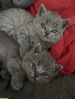 Britisch Kurzhaar Kitten, blau, reinrassig, flauschig