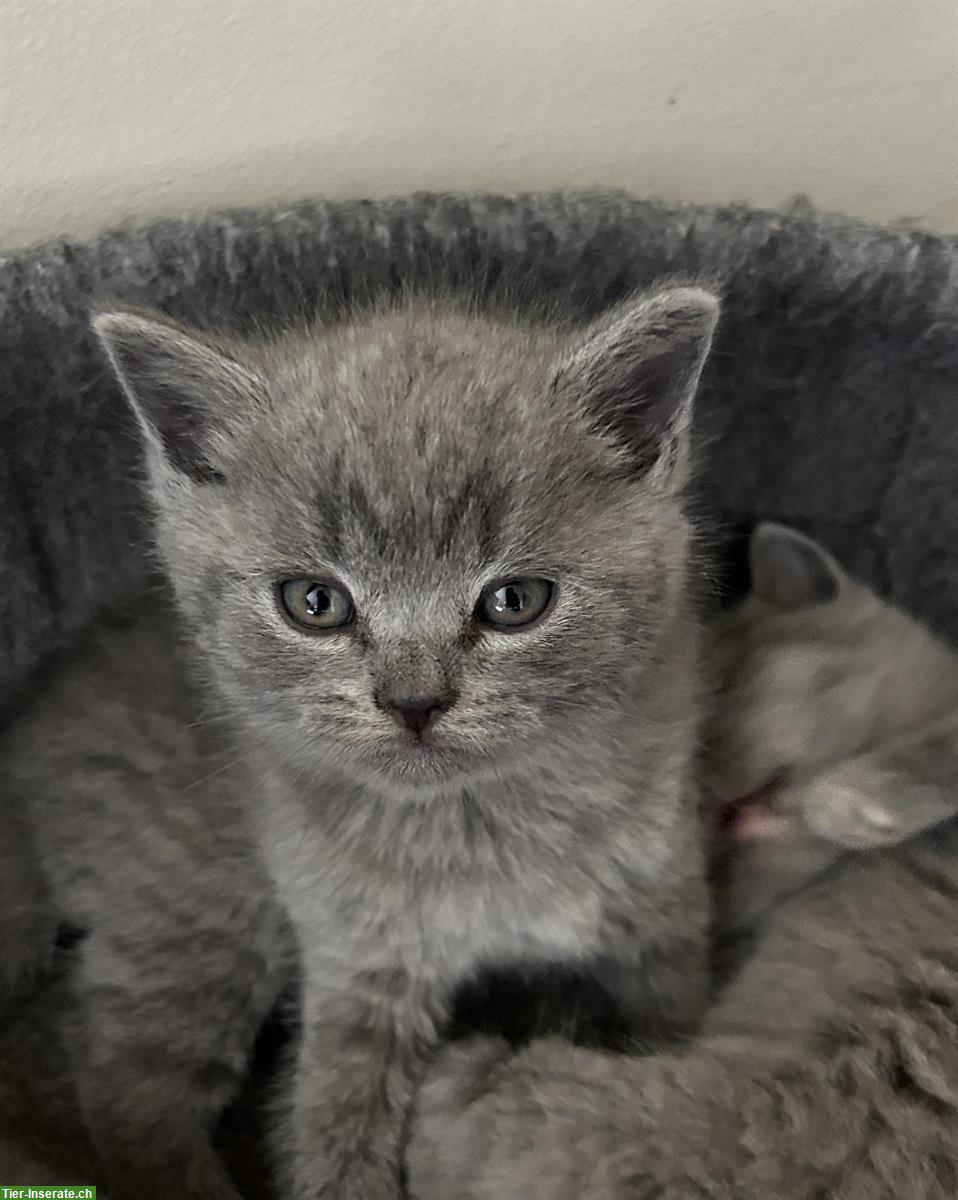 Bild 2: Britisch Kurzhaar Kitten, blau, reinrassig, flauschig