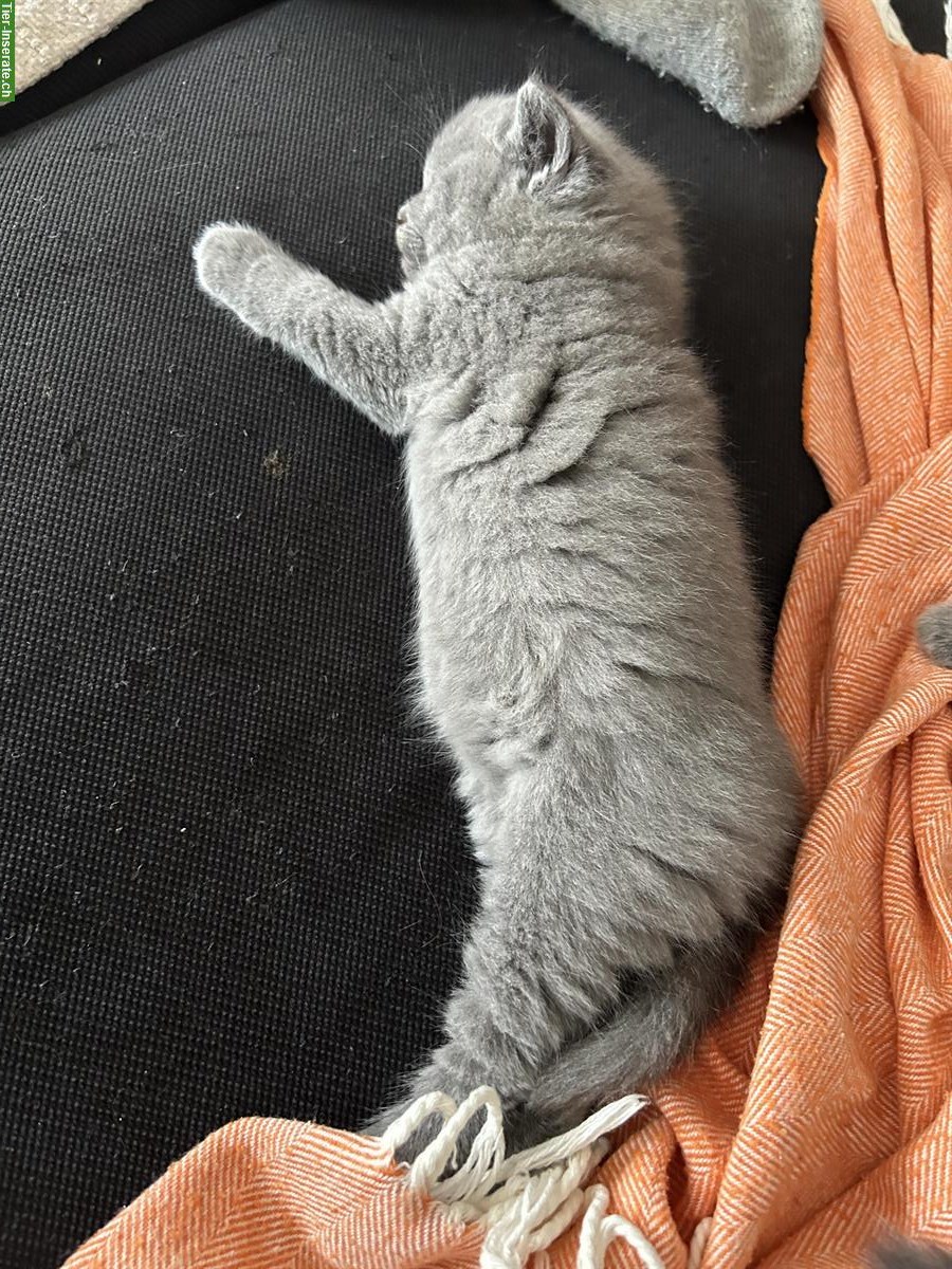 Bild 3: Britisch Kurzhaar Kitten, blau, reinrassig, flauschig