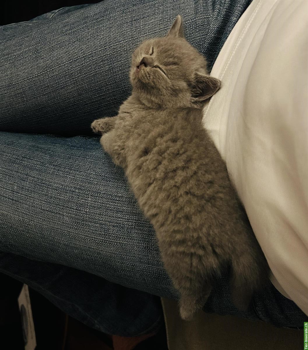 Bild 4: Britisch Kurzhaar Kitten, blau, reinrassig, flauschig