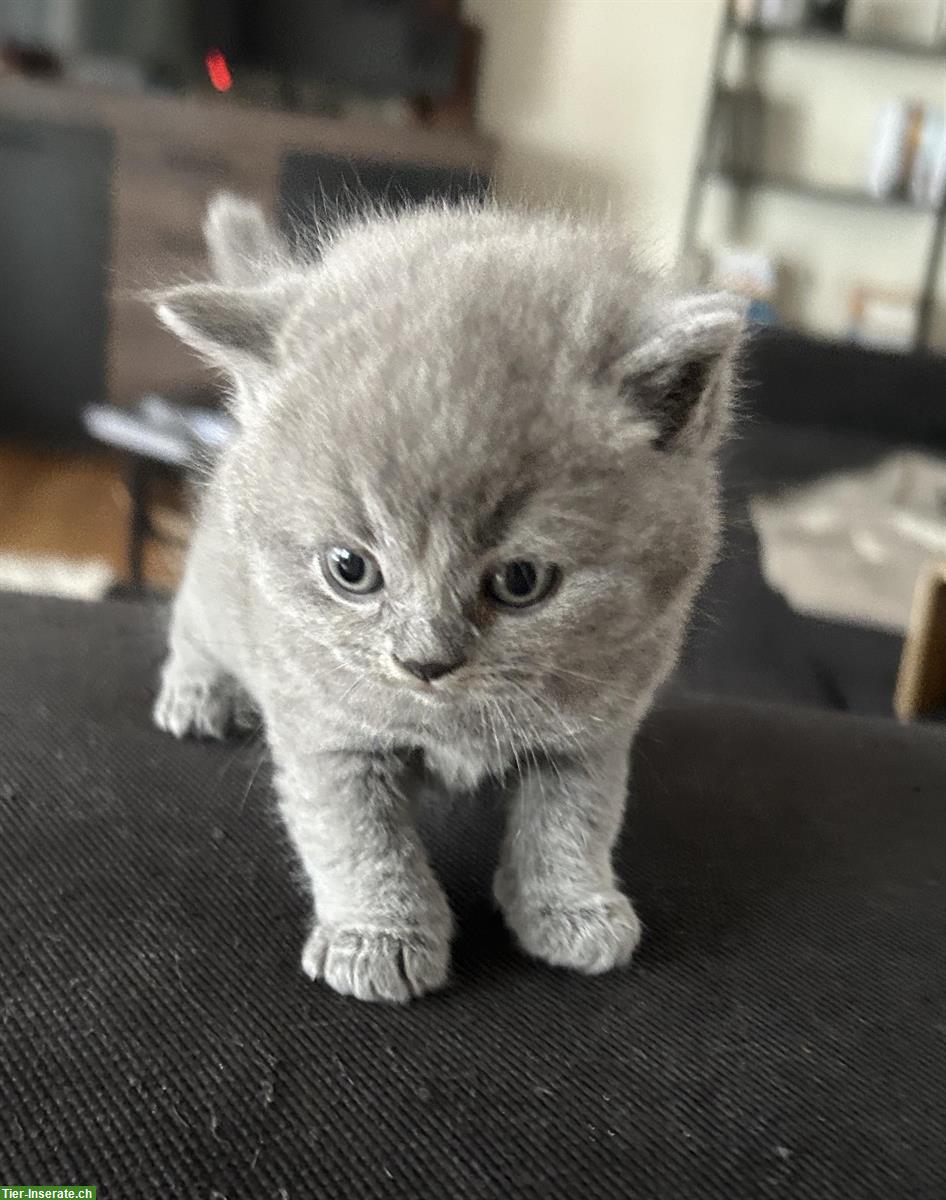 Bild 5: Britisch Kurzhaar Kitten, blau, reinrassig, flauschig