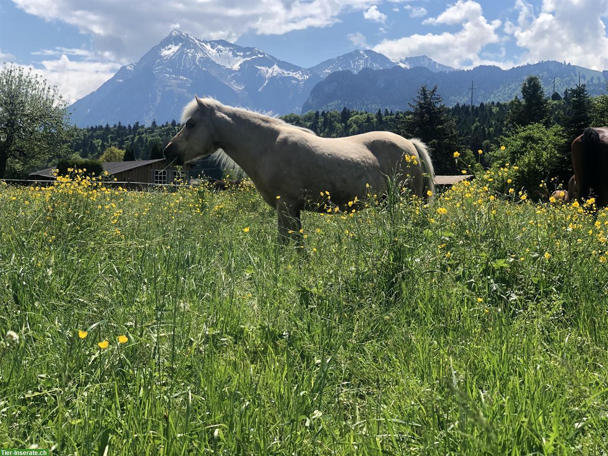 Bild 2: Pflegebeteiligung für meine Ponystute, Thun Umgebung
