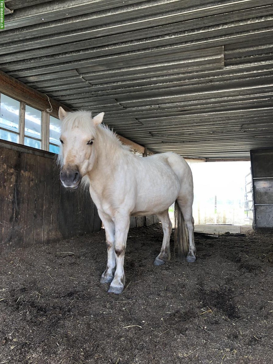 Bild 3: Pflegebeteiligung für meine Ponystute, Thun Umgebung