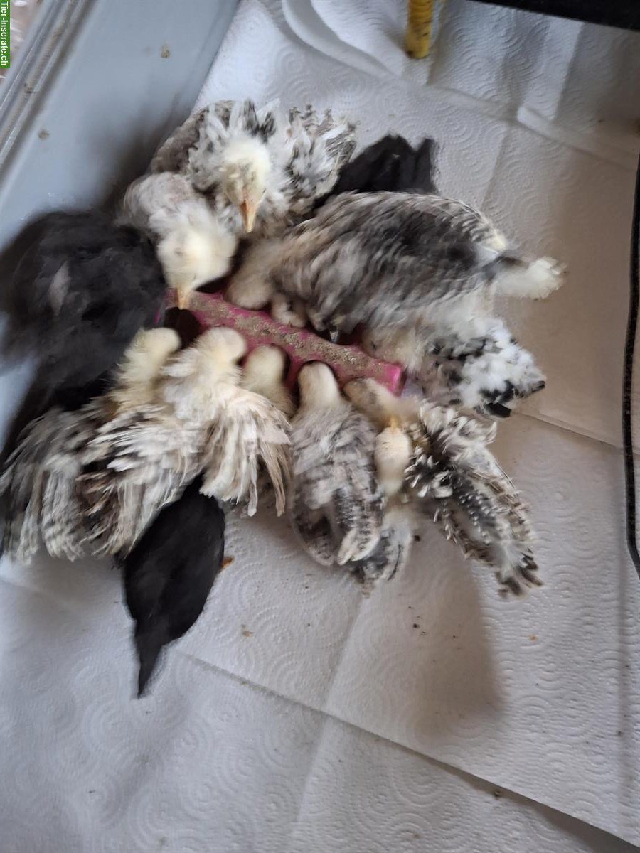 Bild 2: Chabo Küken in glatt und gestruppt