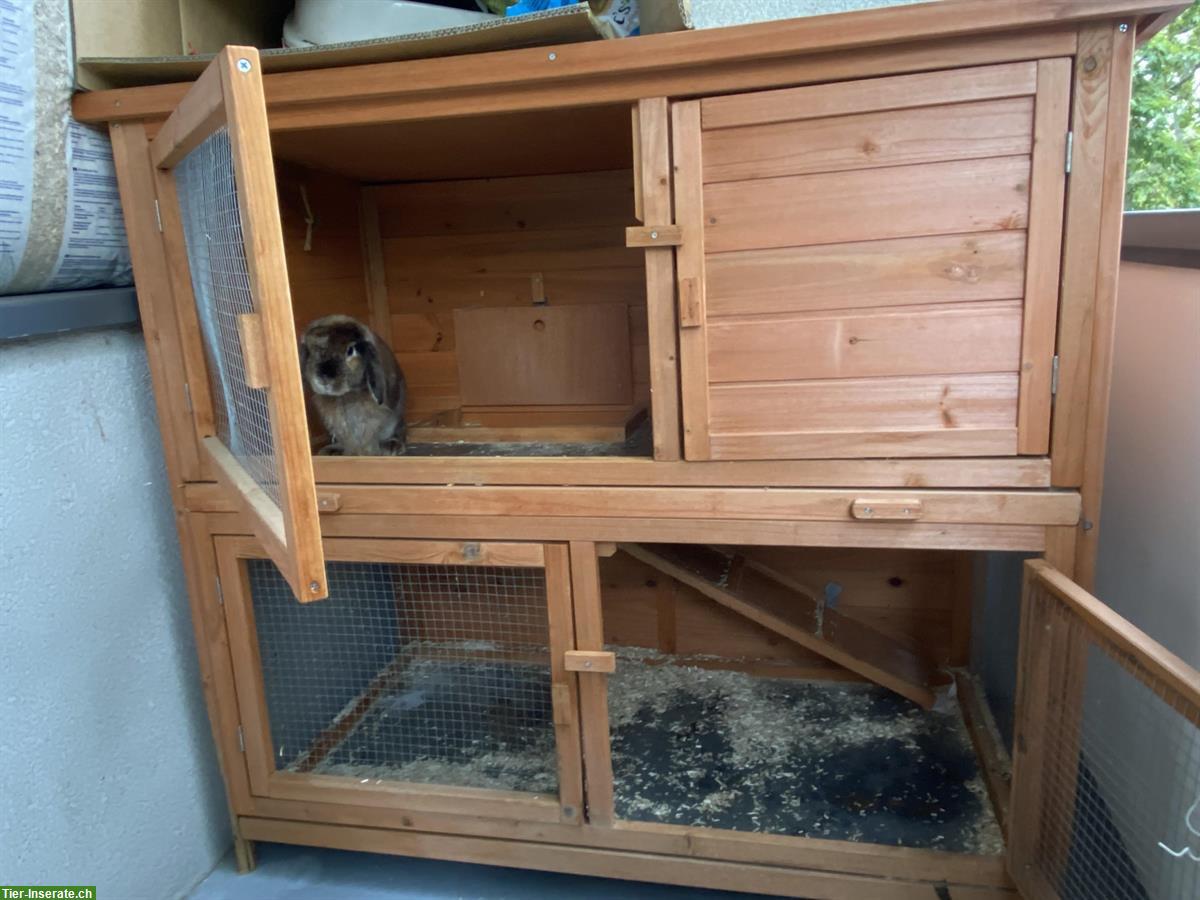 Bild 2: Zwergwidder-Kaninchen mit Kaninchenstall abzugeben