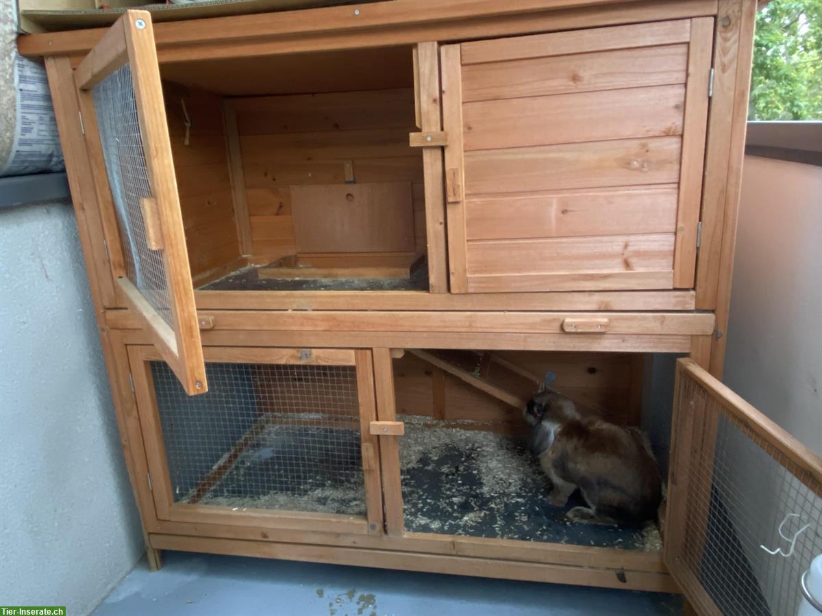 Bild 3: Zwergwidder-Kaninchen mit Kaninchenstall abzugeben