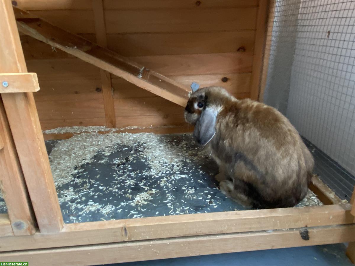 Bild 4: Zwergwidder-Kaninchen mit Kaninchenstall abzugeben