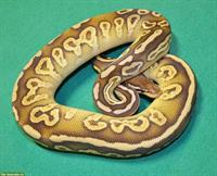 0.1 Königspython Black Pastel Mojave