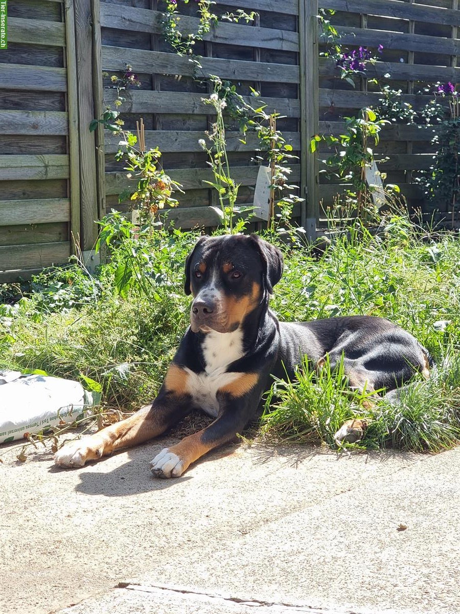 Grosser Schweizer Sennenhund Rüde sucht Lebensplatz auf dem Land