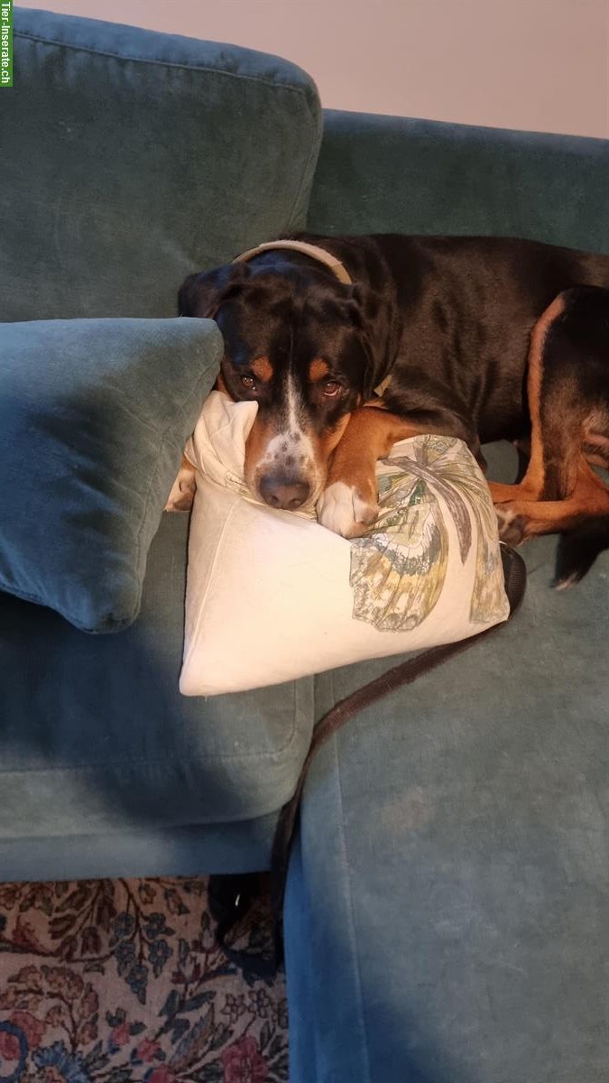 Bild 2: Grosser Schweizer Sennenhund Rüde sucht Lebensplatz auf dem Land