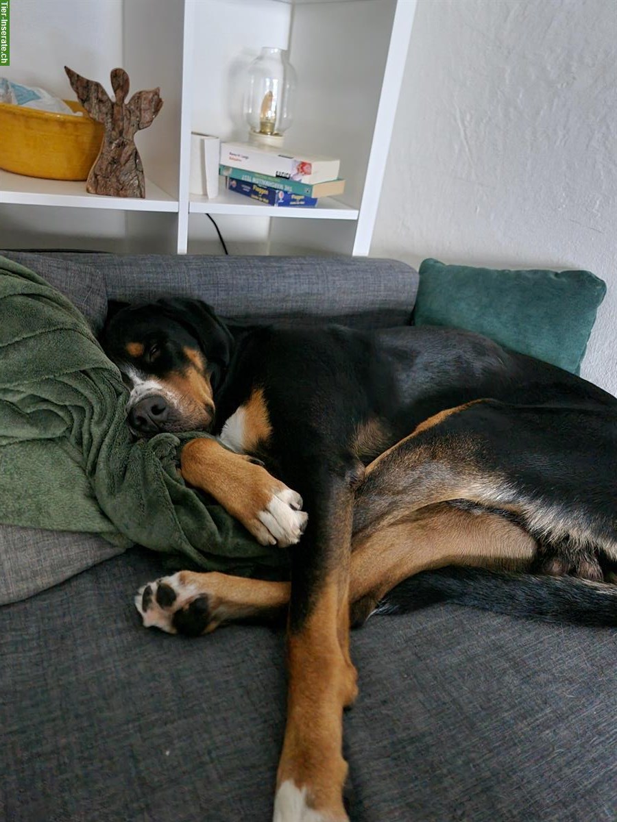 Bild 3: Grosser Schweizer Sennenhund Rüde sucht Lebensplatz auf dem Land