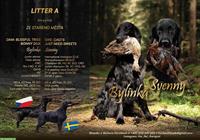 Flat Coated Retriever Welpen | Abgabe ab Anfang November