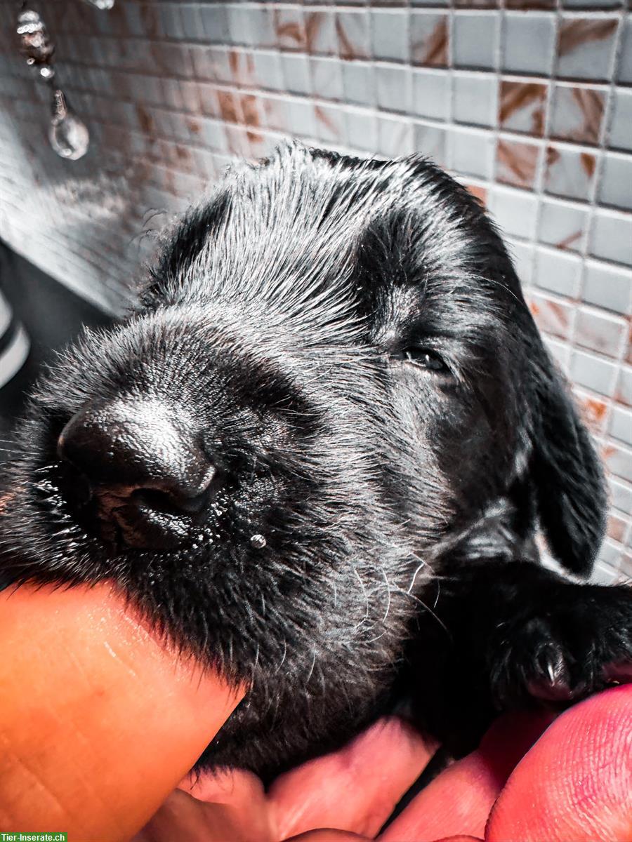 Bild 2: Flat Coated Retriever Welpen | Abgabe ab Anfang November