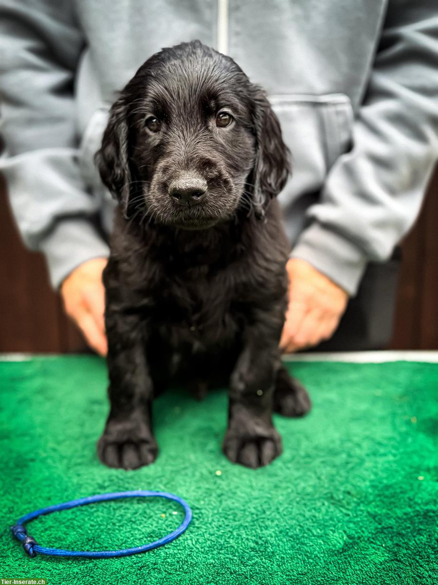 Bild 5: Flat Coated Retriever Welpen | Abgabe ab Anfang November