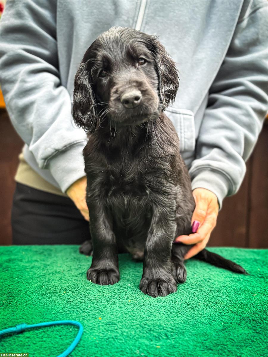 Bild 7: Flat Coated Retriever Welpen | Abgabe ab Anfang November