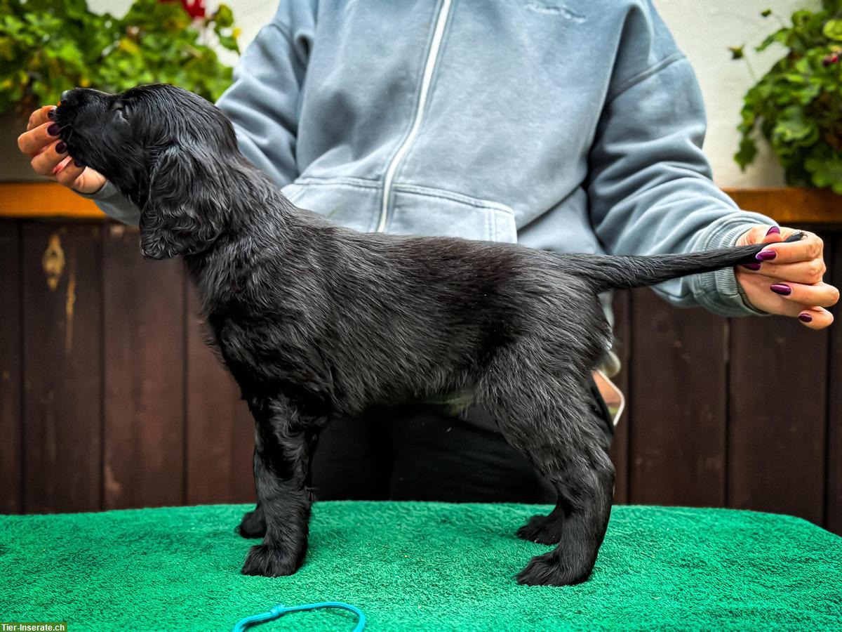 Bild 8: Flat Coated Retriever Welpen | Abgabe ab Anfang November