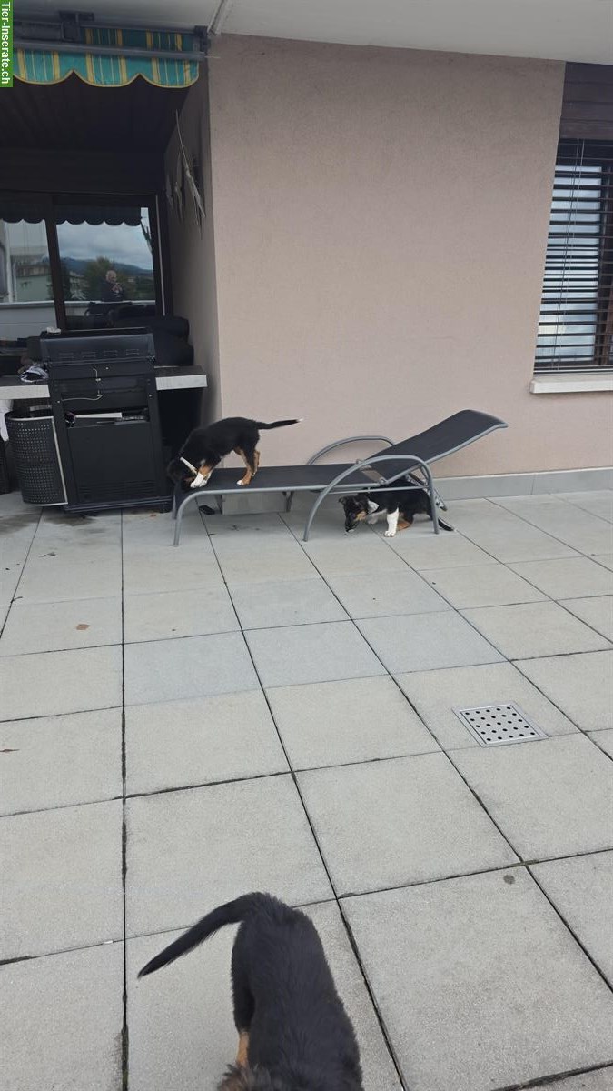 Bild 2: Sűsse Mischlingswelpen, ½ Schäferhund und ½ Border Collie