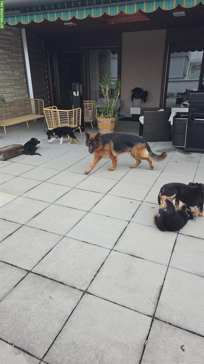Bild 3: Sűsse Mischlingswelpen, ½ Schäferhund und ½ Border Collie