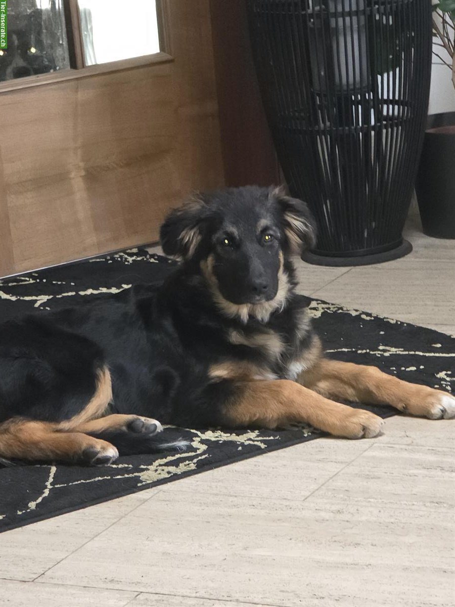 Bild 4: Sűsse Mischlingswelpen, ½ Schäferhund und ½ Border Collie