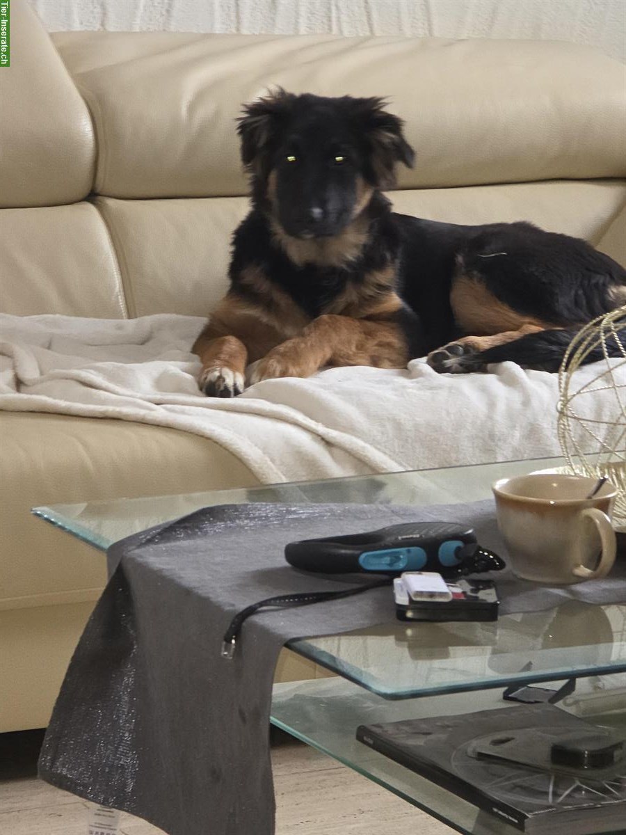 Bild 5: Sűsse Mischlingswelpen, ½ Schäferhund und ½ Border Collie