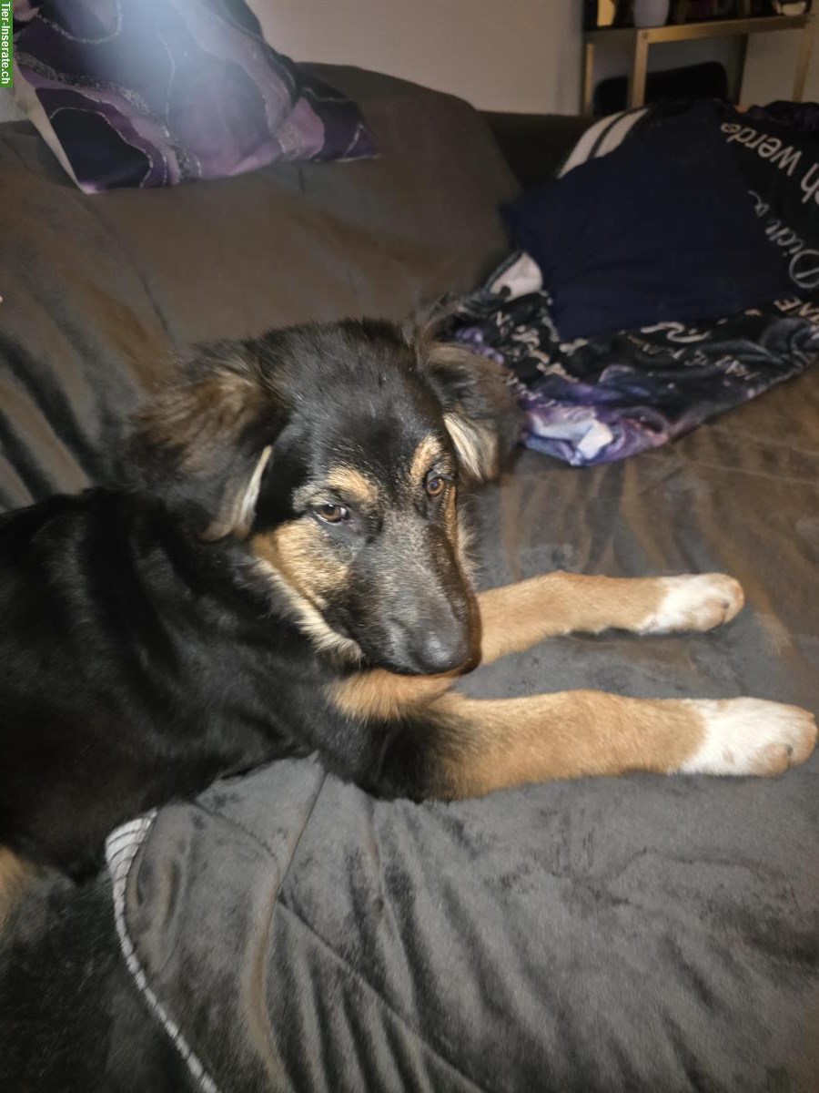 Bild 6: Sűsse Mischlingswelpen, ½ Schäferhund und ½ Border Collie