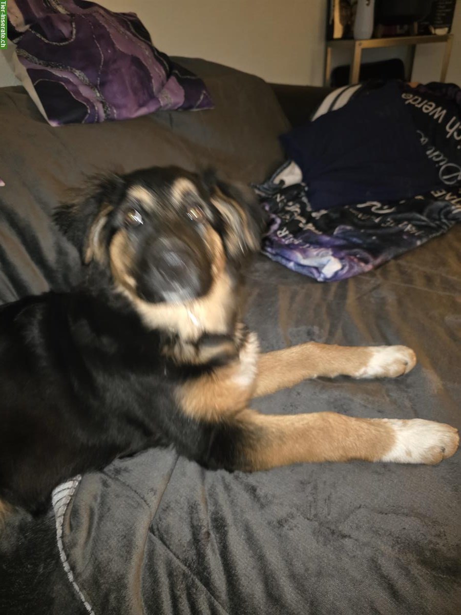 Bild 7: Sűsse Mischlingswelpen, ½ Schäferhund und ½ Border Collie