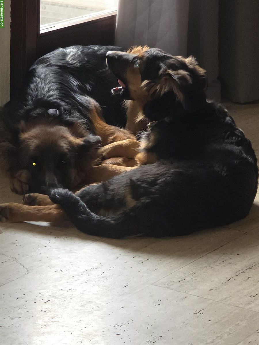 Bild 8: Sűsse Mischlingswelpen, ½ Schäferhund und ½ Border Collie