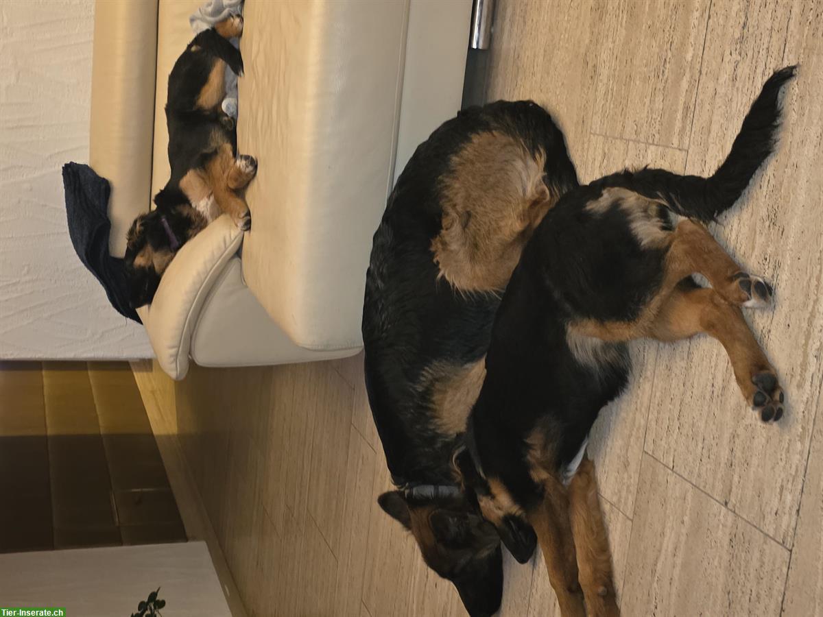 Bild 9: Sűsse Mischlingswelpen, ½ Schäferhund und ½ Border Collie